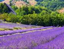 parco lavanda pollino morano