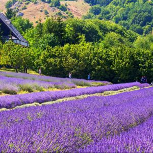 parco lavanda pollino morano