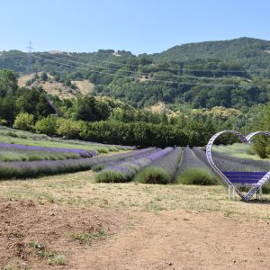 parco lavanda pollino morano