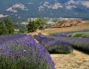 parco lavanda pollino morano