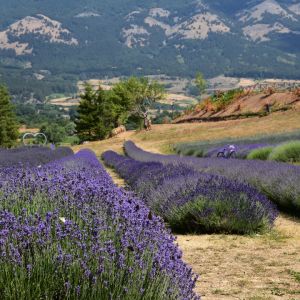 parco lavanda pollino morano
