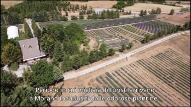 Video: Parco della Lavanda di Morano Calabro (CS)